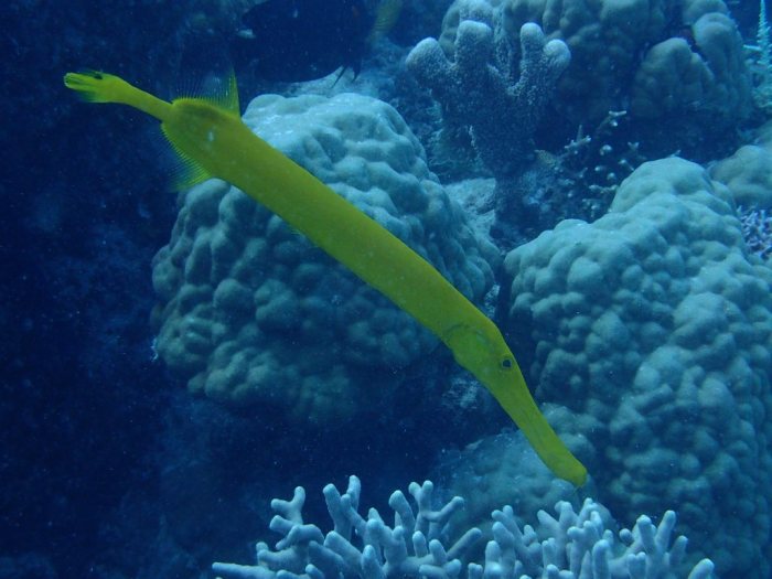 Aulostomus chinensis