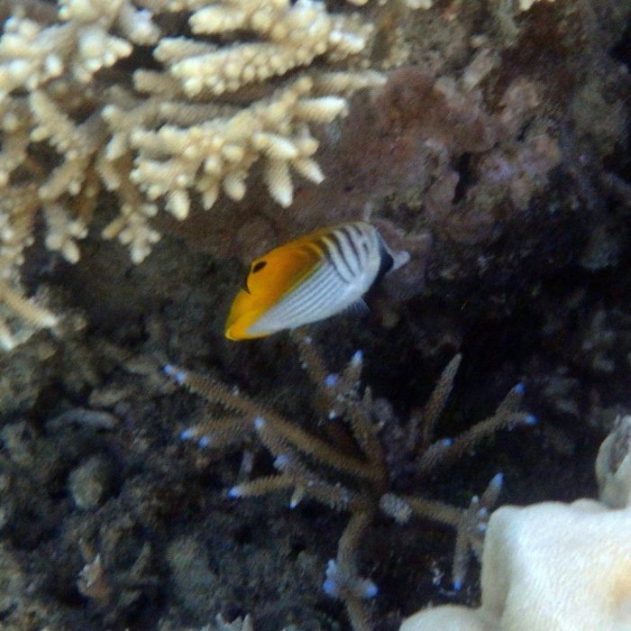 Chaetodon auriga