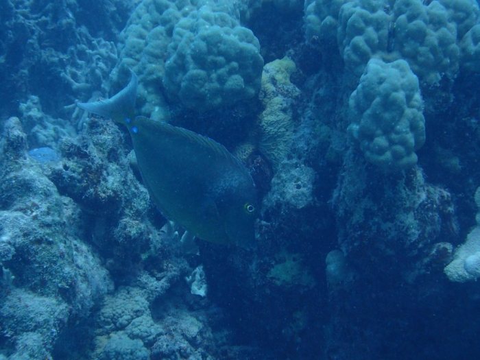 Naso unicornis