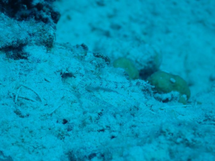 Corythoichthys haematopterus