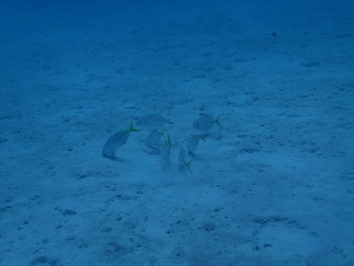 Poissons osseux