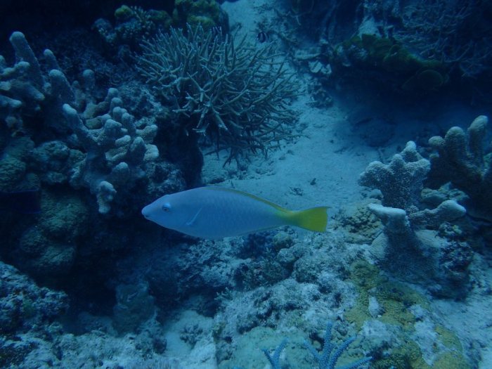 Poisson-perroquet