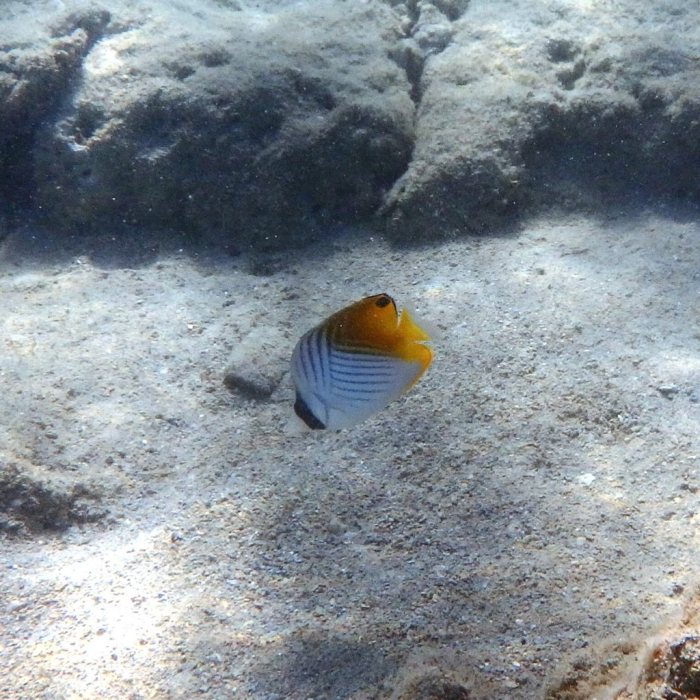 Chaetodon auriga