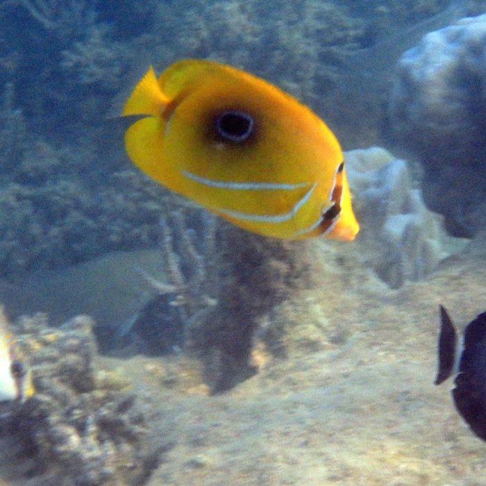 Chaetodon bennetti