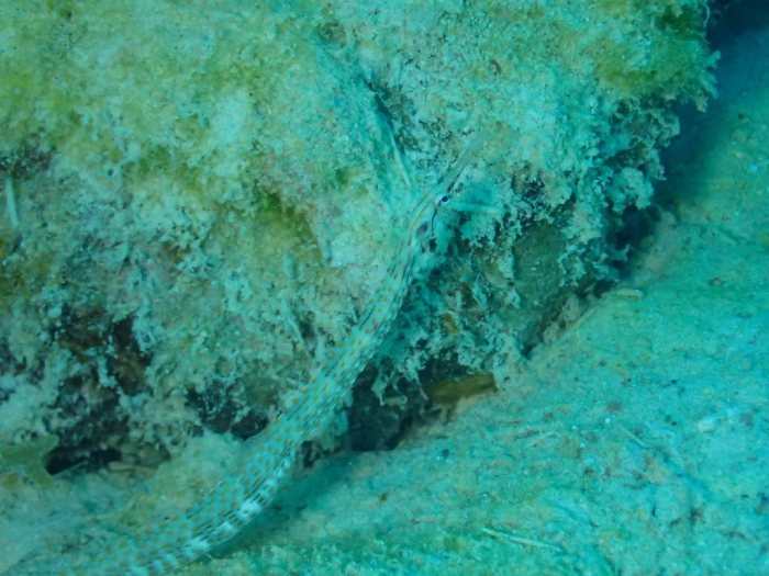 Corythoichthys ocellatus