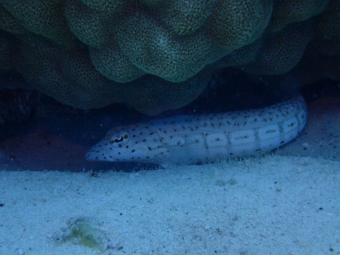 Parapercis hexophtalma