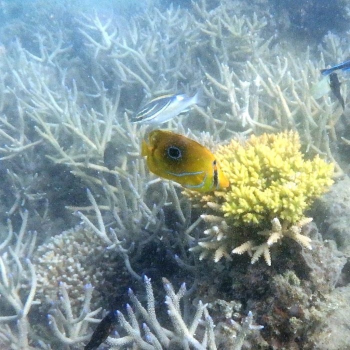 Chaetodon bennetti