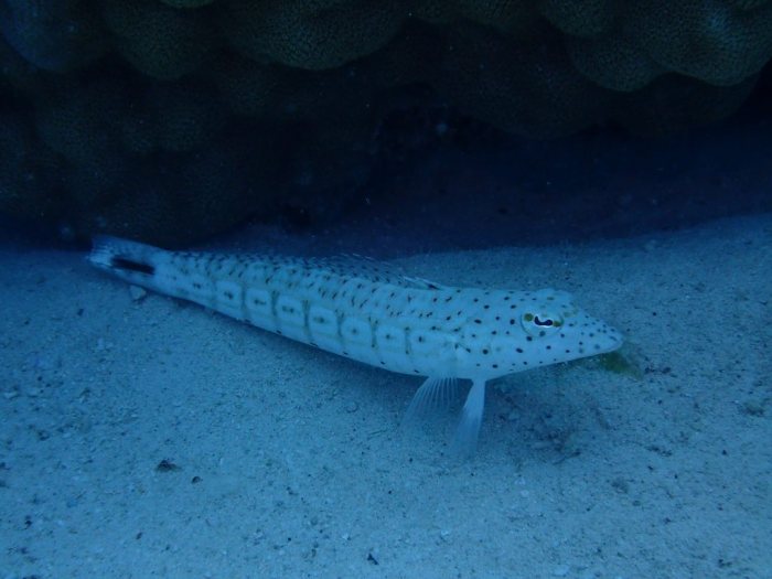 Parapercis hexophtalma