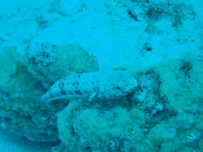 Saurida gracilis