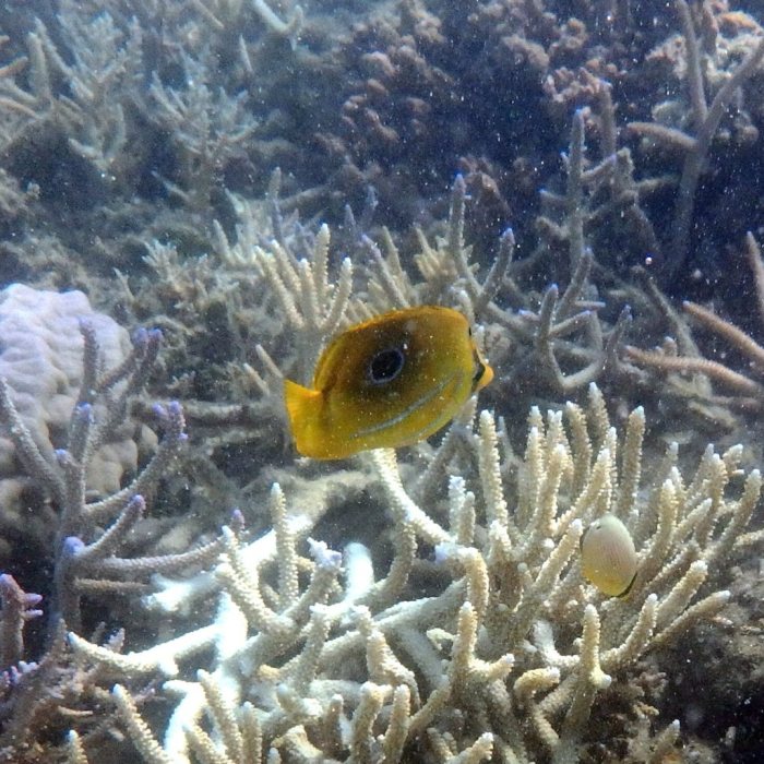 Chaetodon bennetti