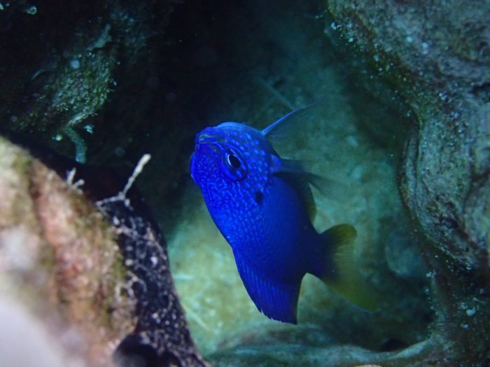 Pomacentrus pavo