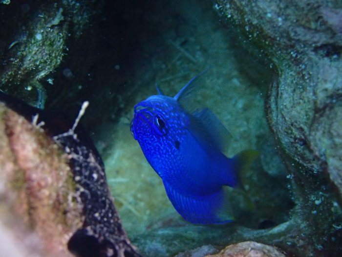 Pomacentrus pavo