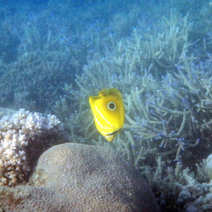 Chaetodon bennetti