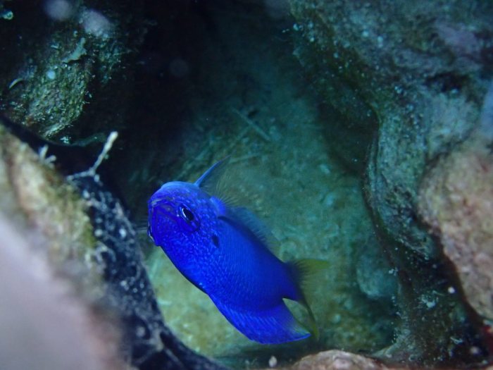 Pomacentrus pavo
