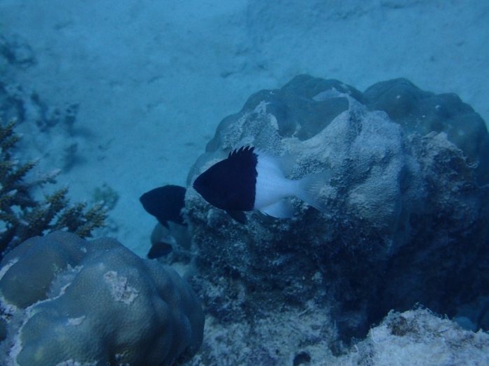 Chromis iomelas