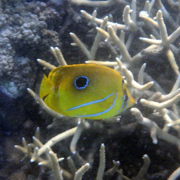 Chaetodon bennetti