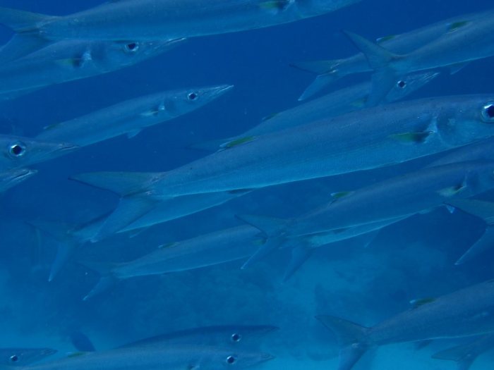 Barracouda