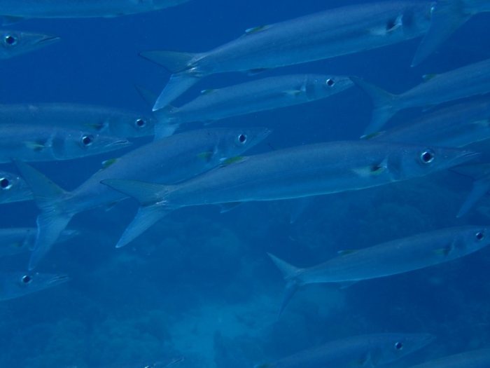 Barracouda