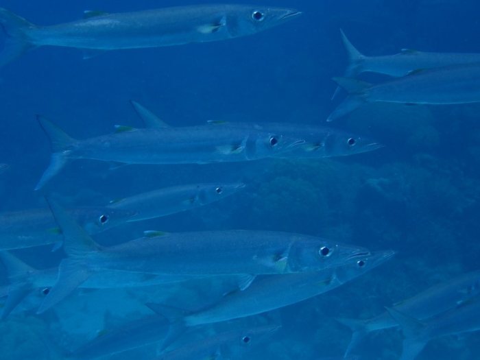 Barracouda