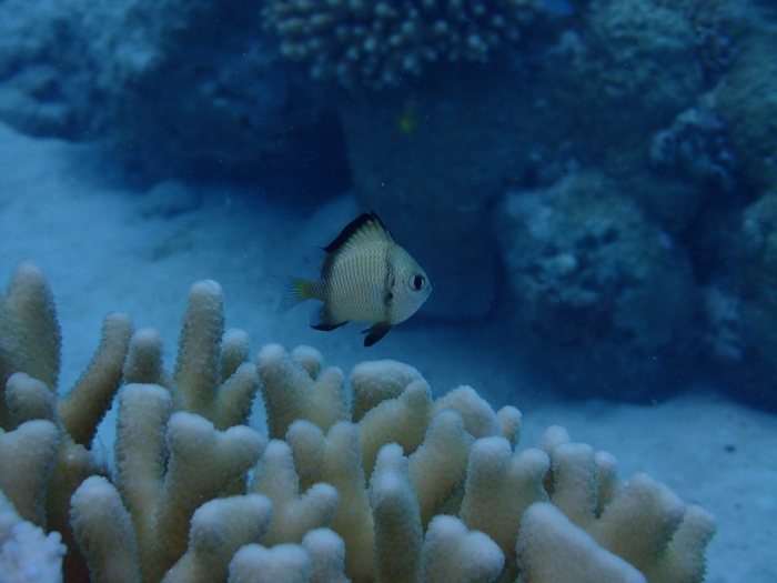 Dascyllus reticulatus