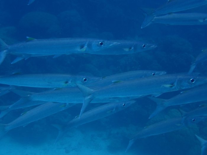 Barracouda