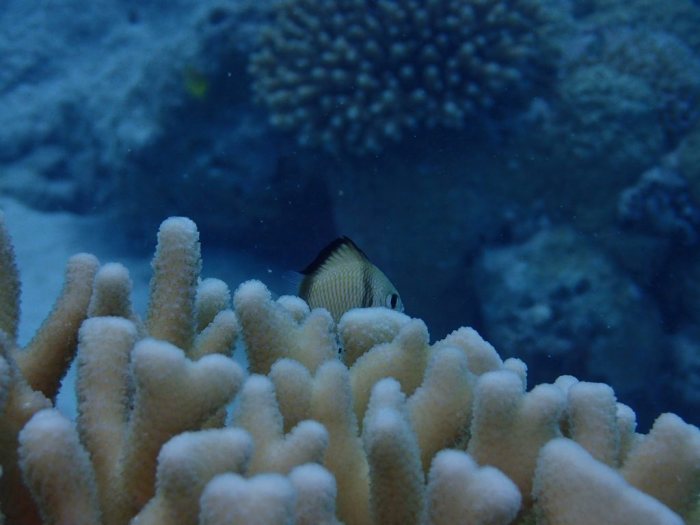 Dascyllus reticulatus