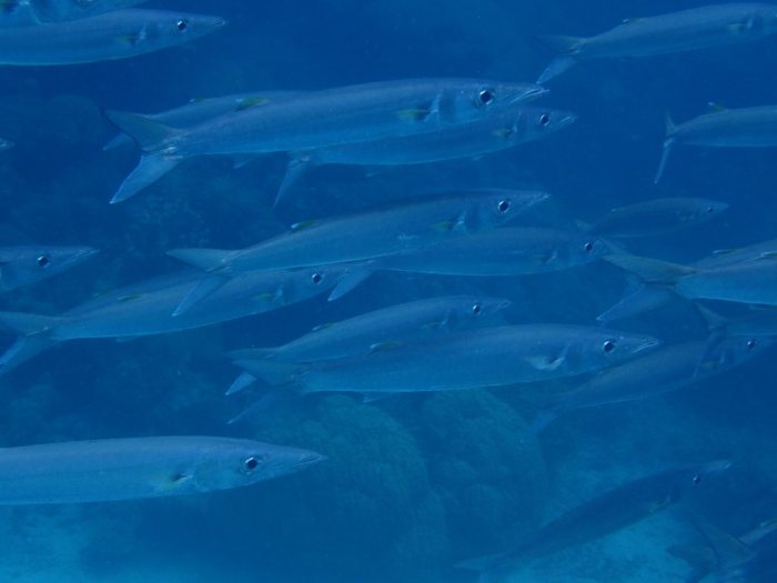 Barracouda