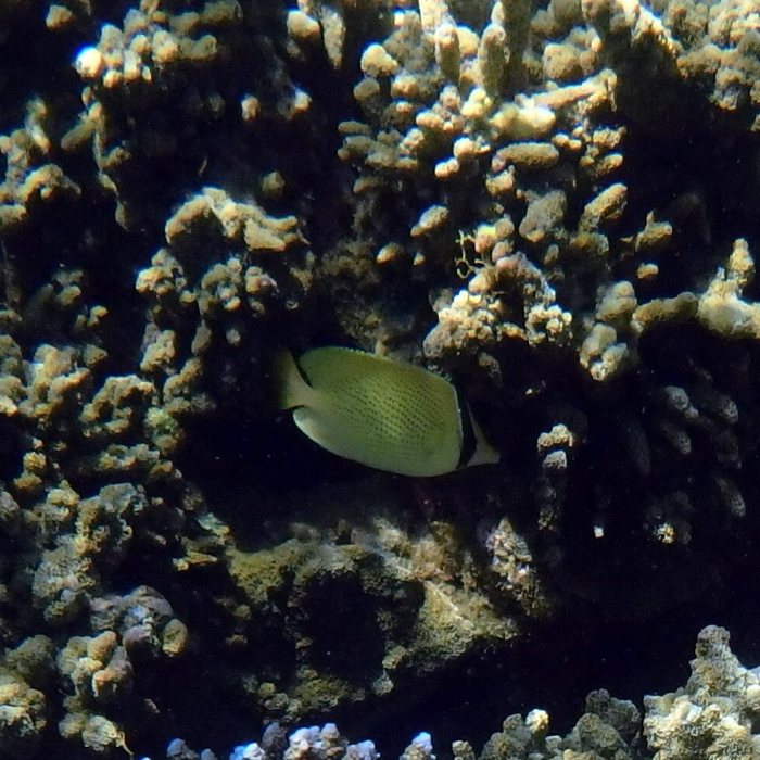 Chaetodon citrinellus