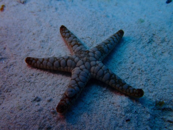 Fromia indica