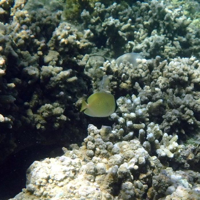 Chaetodon citrinellus