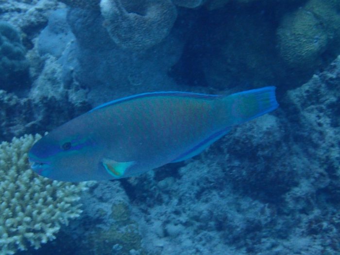 Poisson-perroquet
