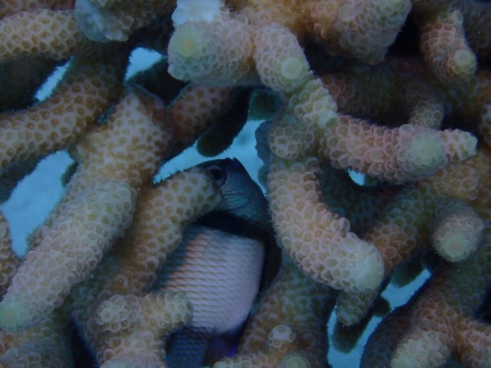 Dascyllus reticulatus