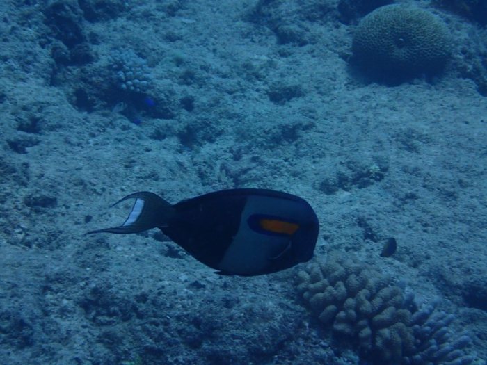 Acanthurus olivaceus
