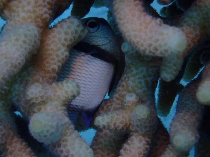 Dascyllus reticulatus