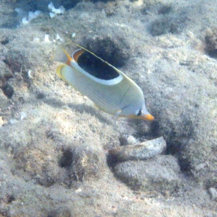 Chaetodon ephippium