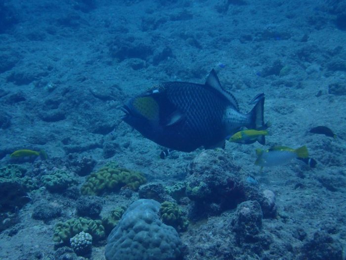 Balistoides viridescens