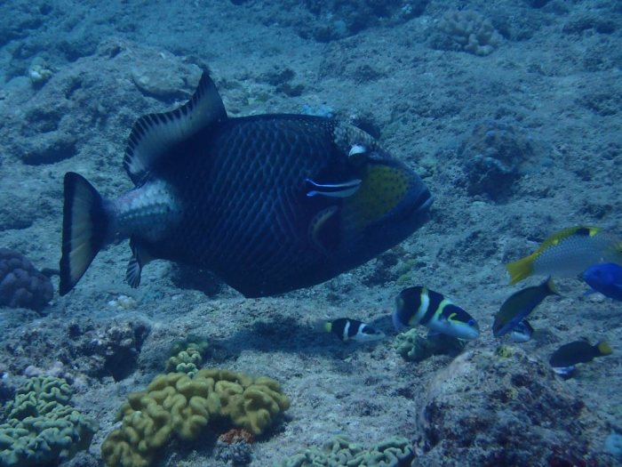Balistoides viridescens
