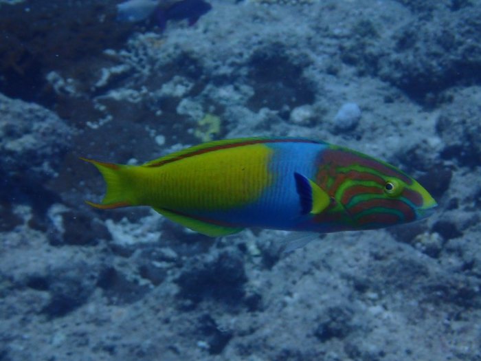 Thalassoma lutescens