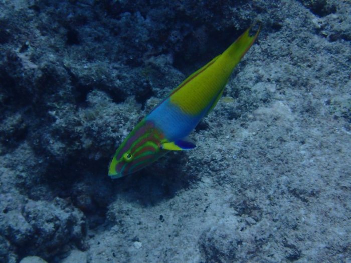Thalassoma lutescens