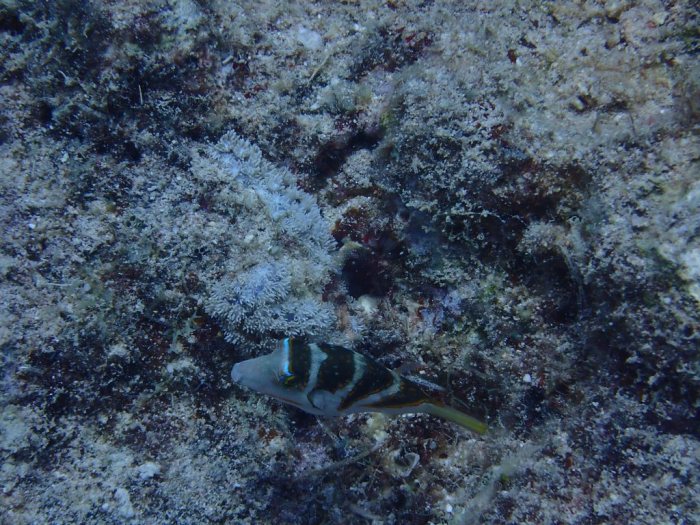 Canthigaster coronata