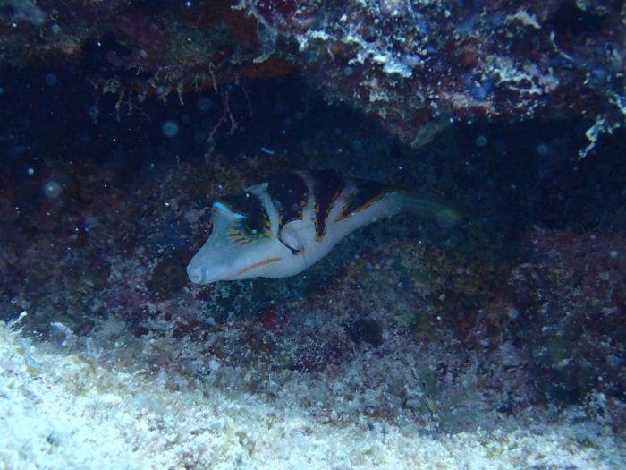 Canthigaster coronata