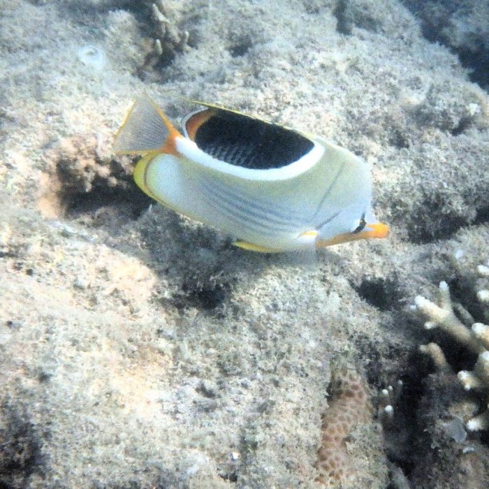 Chaetodon ephippium