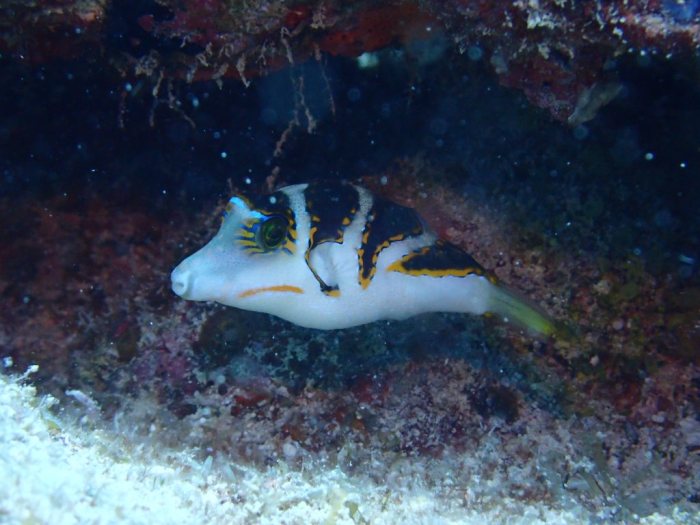 Canthigaster coronata