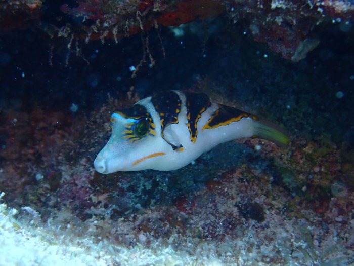 Canthigaster coronata