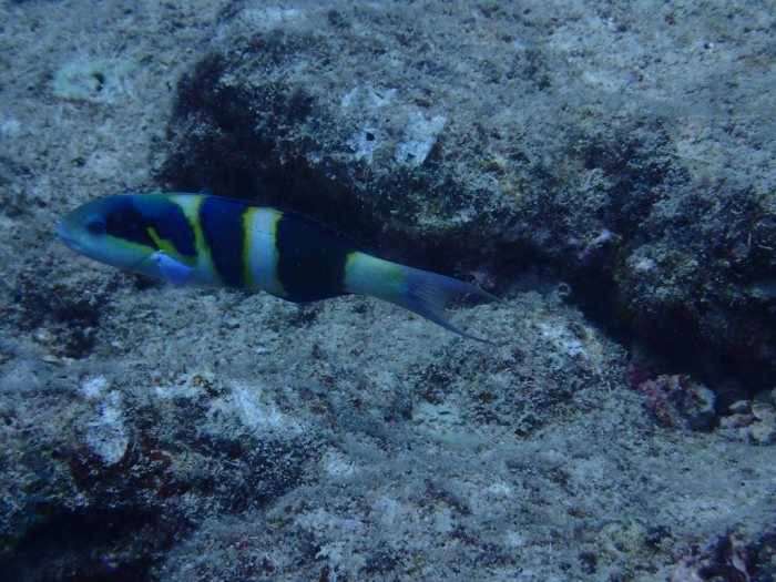 Thalassoma nigrofasciatum