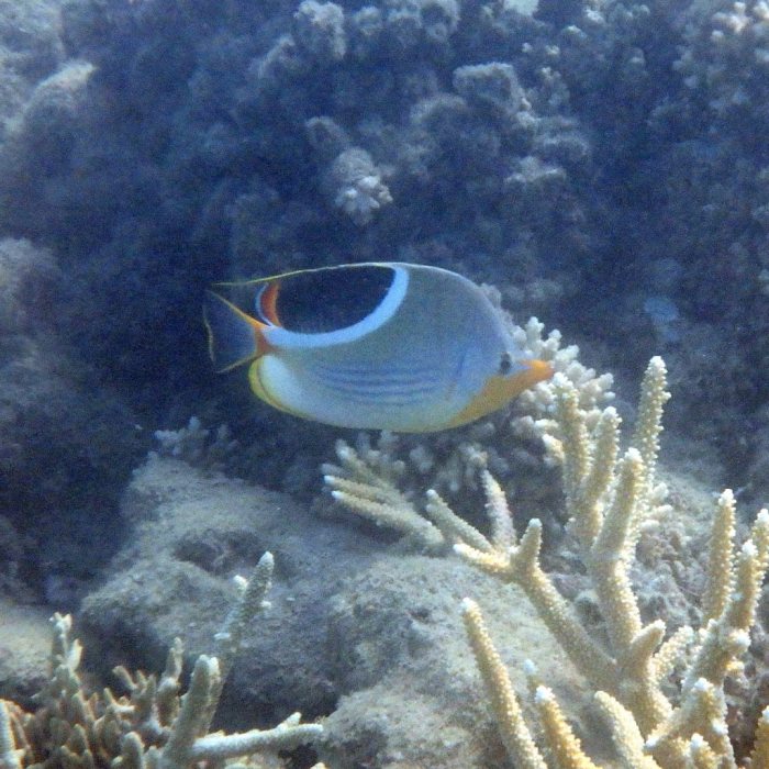 Chaetodon ephippium