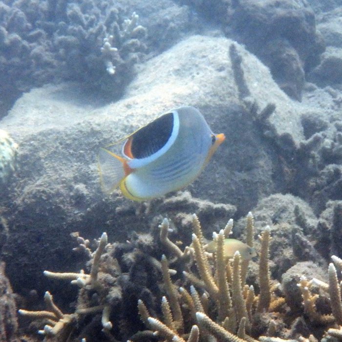 Chaetodon ephippium