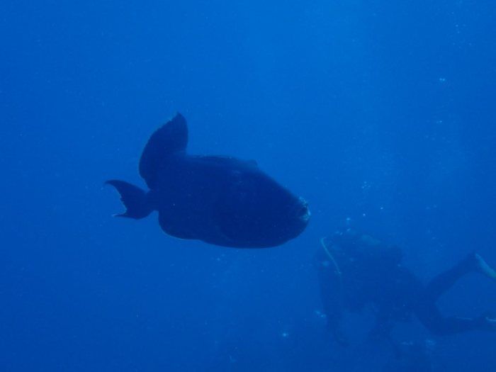 Odonus niger