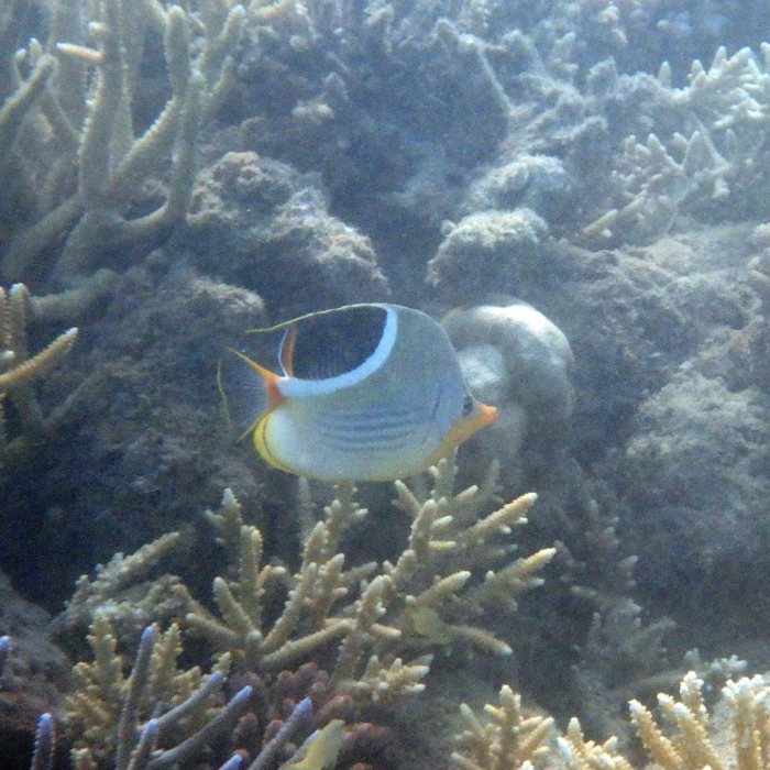 Chaetodon ephippium