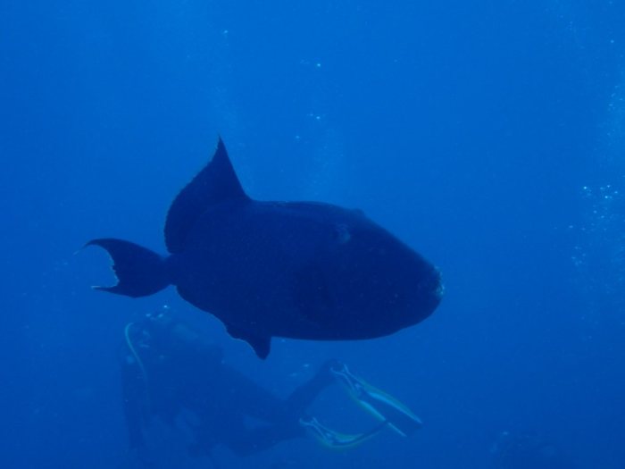 Odonus niger